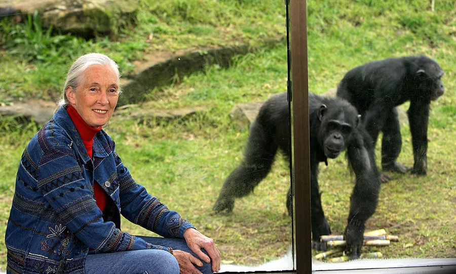 Sydney, AUSTRALIA:  World-renowned primatologist and chimpanzee expert Dr Jane Goodall visits Sydney's Taronga Zoo, 14 July 2006, to observe the extended family of 19 chimpanzees. Dr Goodall whose reputation stands on decades of ground-breaking research with wild chimpanzees at Gombe in Tanzania, is conducting a national awareness tour to highlight the plight of wild chimpanzees.   AFP PHOTO/Greg WOOD  (Photo credit should read GREG WOOD/AFP via Getty Images)