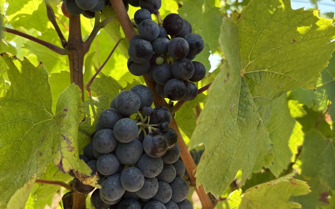 Learning the history of wines produced in the Beaujolais Region of France