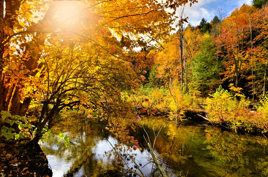Enjoying fall foliage 21st-century style