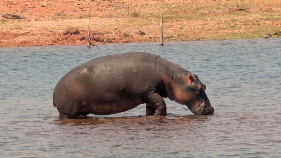 Ultimate Multigenerational Adventure: African Safari Cruise